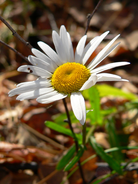 фото "Последняя ромашка октября" метки: природа, цветы