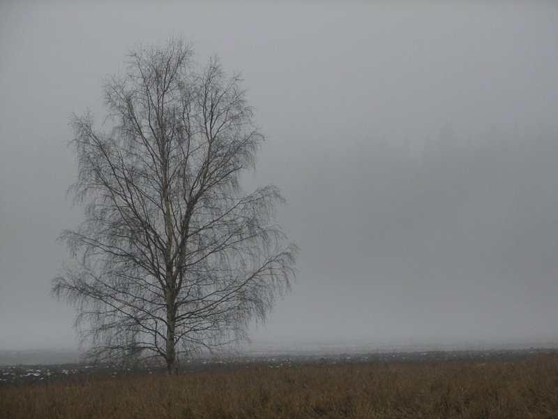 photo "November (part II) - The Lonely One" tags: landscape, 