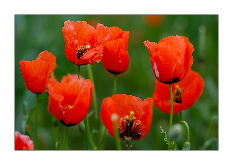 фото "Poppy Flowers" метки: природа, цветы