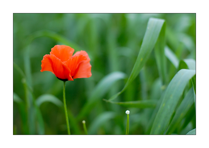 фото "Poppy Flowers" метки: природа, цветы