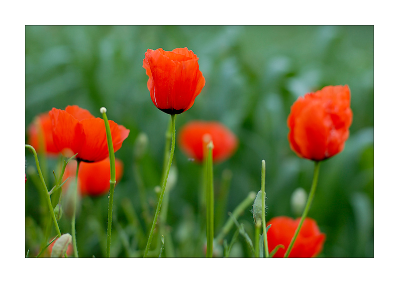 photo "Poppy Flowers" tags: nature, flowers