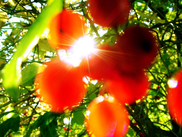 photo "I see the light.." tags: macro and close-up, nature, flowers