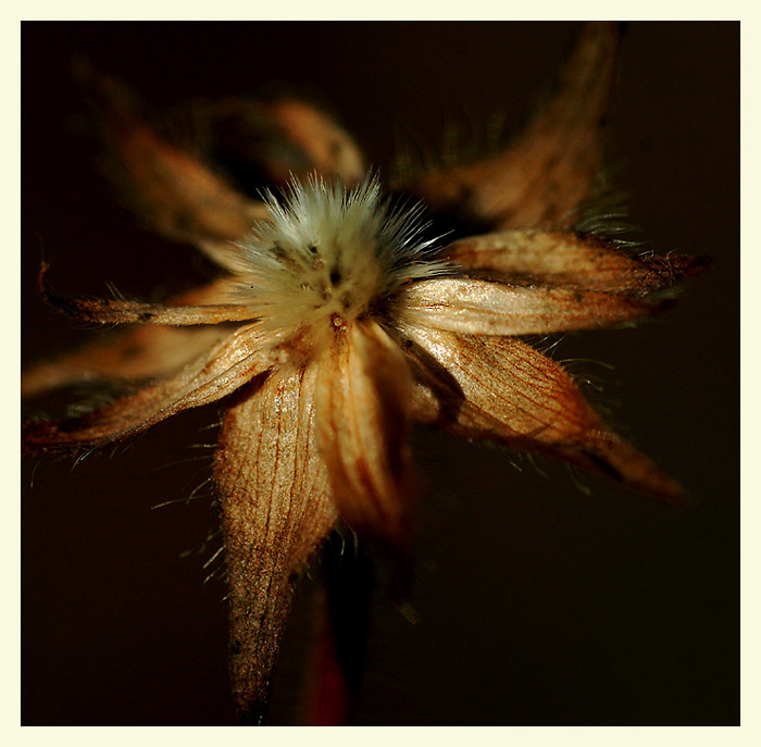 photo "Dry flower" tags: macro and close-up, 