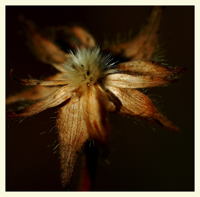фото "Dry flower" метки: макро и крупный план, 