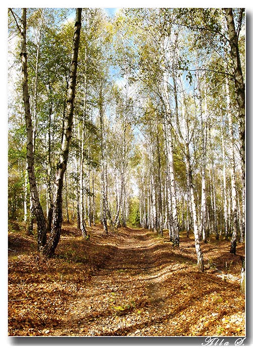 photo "***" tags: landscape, autumn, forest