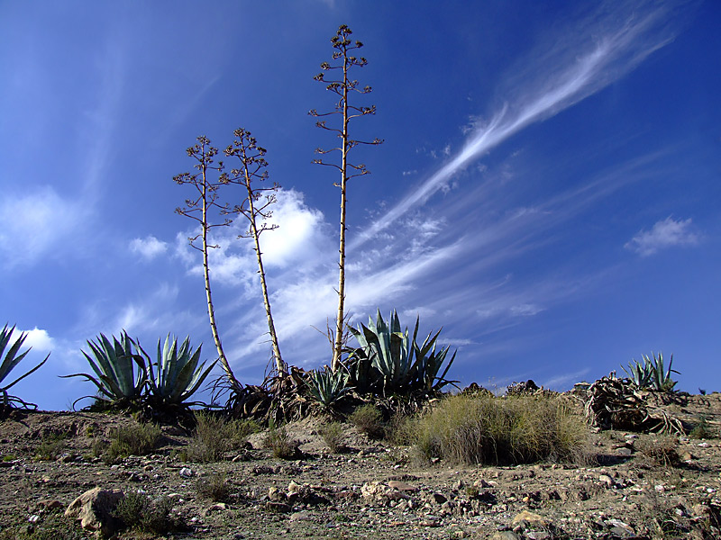 фото "Desert of Cabo de Gata 1" метки: пейзаж, лес