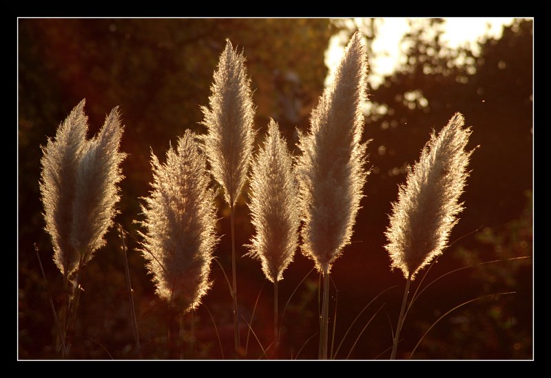 photo "about last rays" tags: nature, landscape, flowers, sunset