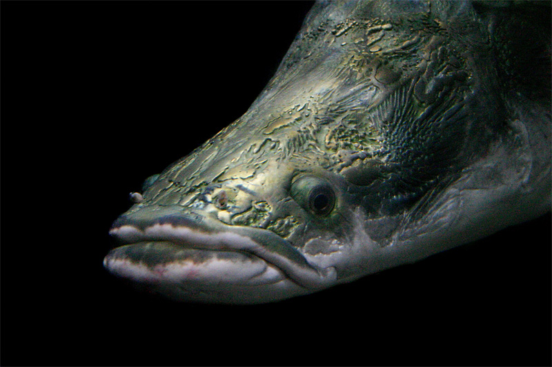 фото "Морское чудовище..." метки: подводные, 