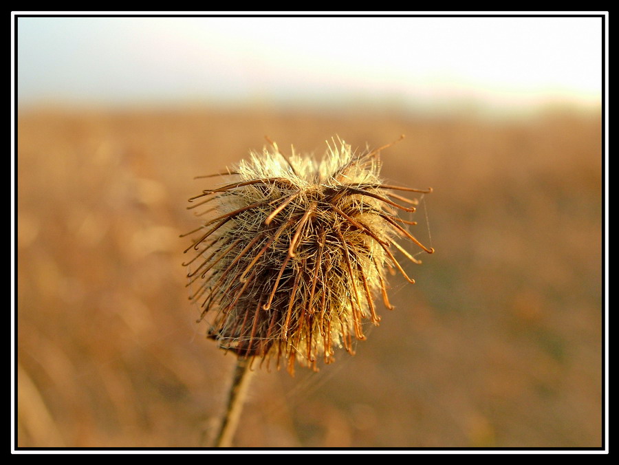 photo "Wind in a head" tags: nature, macro and close-up, flowers