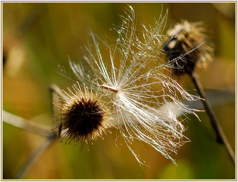 photo "***" tags: macro and close-up, 