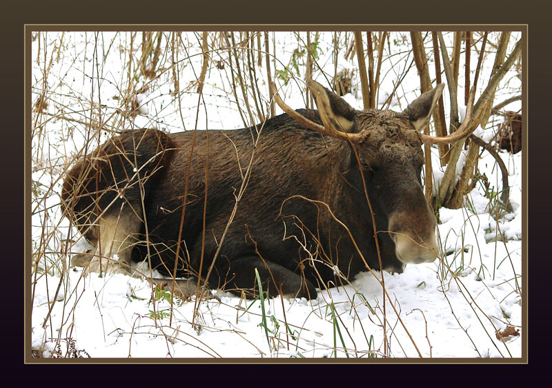 photo "Bedded down..." tags: nature, wild animals