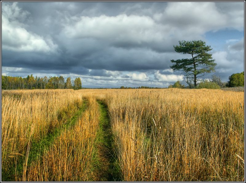 photo "Under the sky of an autumn" tags: landscape, autumn