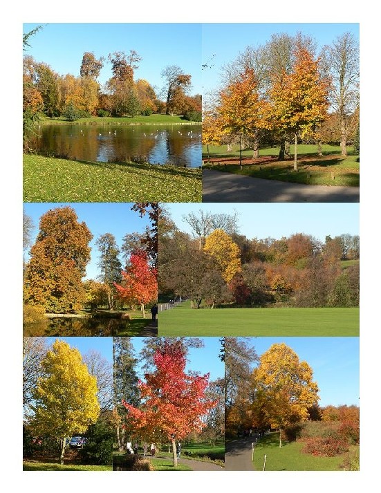 фото "Autumn Trees" метки: фотомонтаж, 