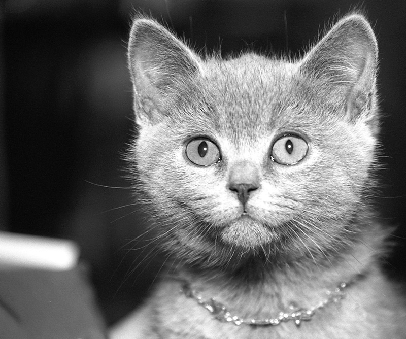 фото "LittleGlam" метки: портрет, 