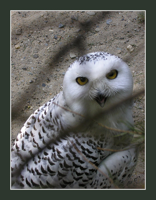 photo "White owl" tags: nature, wild animals