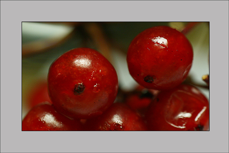 photo "***" tags: macro and close-up, 