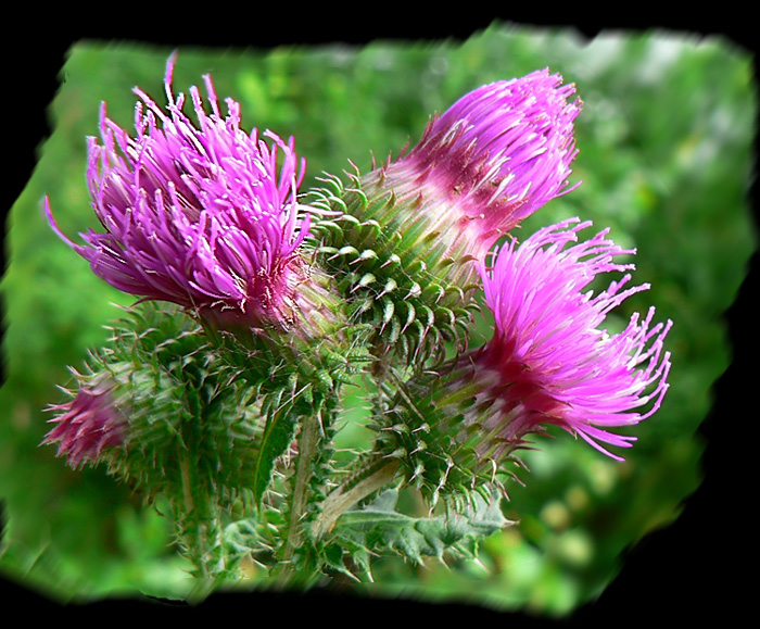 photo "Small bit of summer" tags: nature, flowers