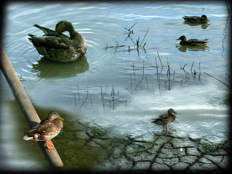 photo "Duck mix" tags: nature, wild animals