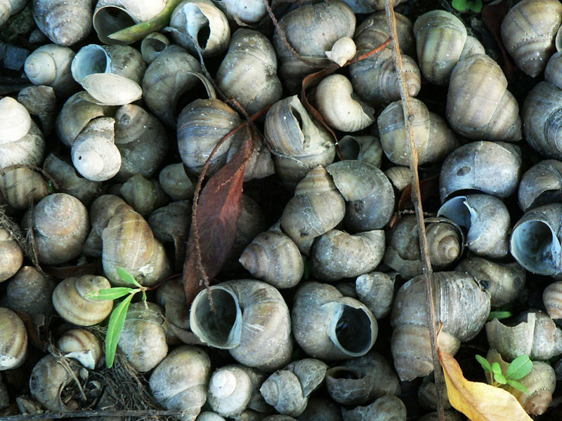фото "shells" метки: разное, 