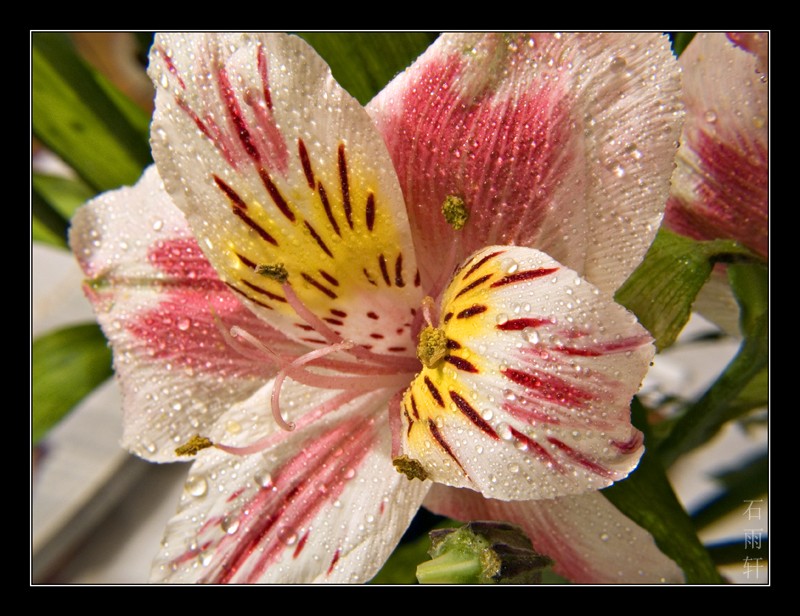photo "***" tags: macro and close-up, 