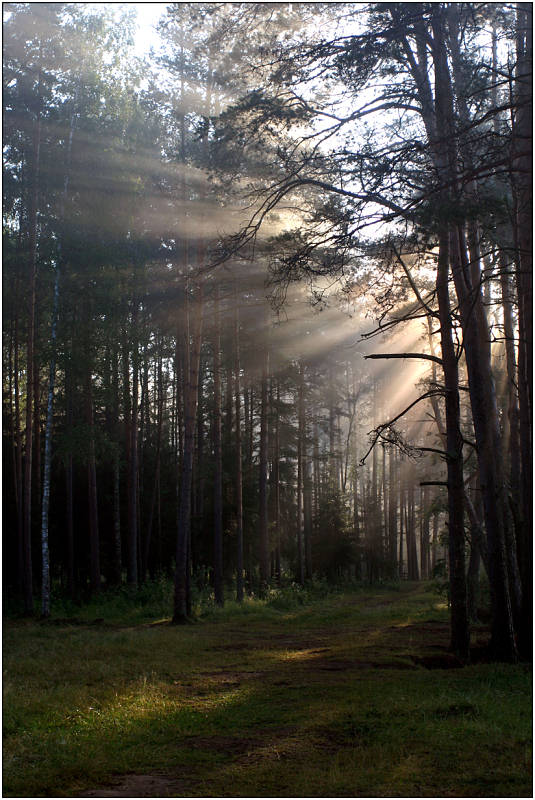 photo "The forest wakes up" tags: landscape, forest, sunset