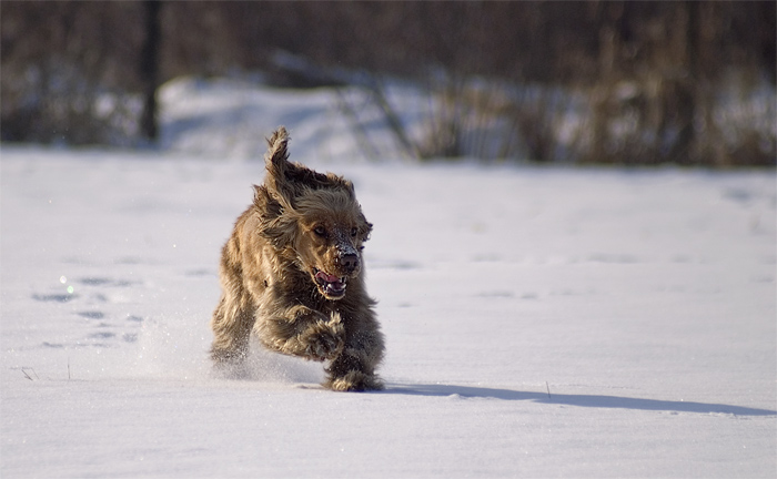 фото "yeti" метки: природа, 