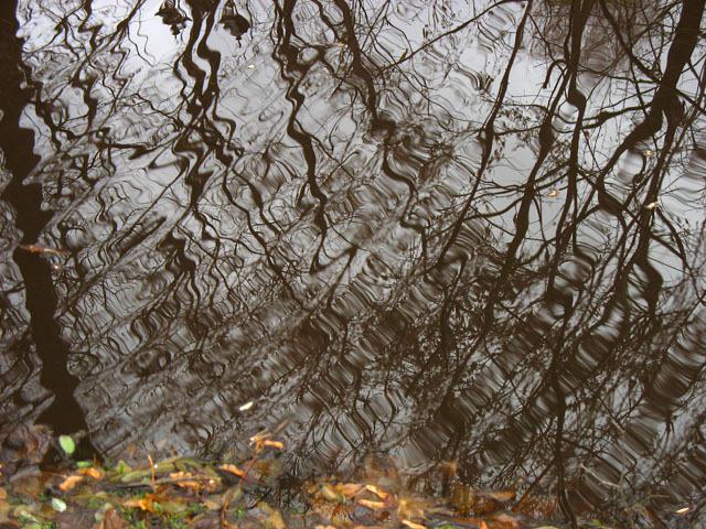 фото "Изогнутое зеркало" метки: пейзаж, натюрморт, вода