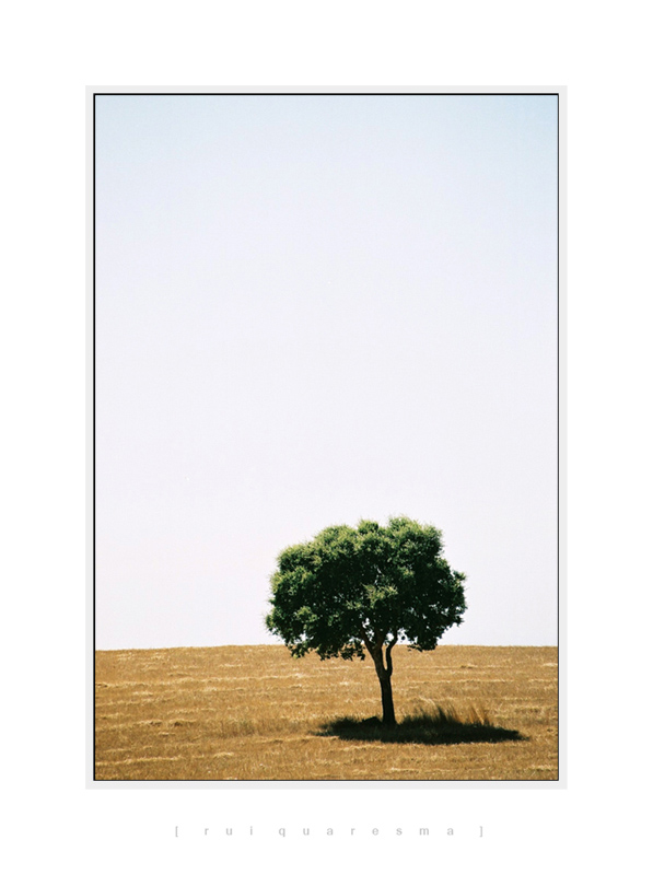 photo "Tree_Alentejo" tags: landscape, 