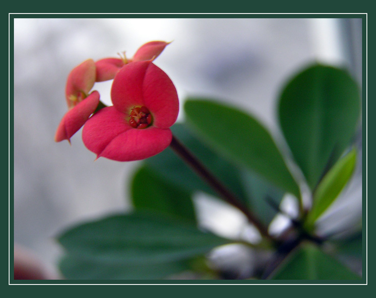 photo "Flower  as a nail" tags: nature, macro and close-up, flowers