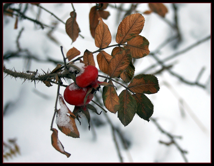 фото "Давно поспел..." метки: природа, цветы