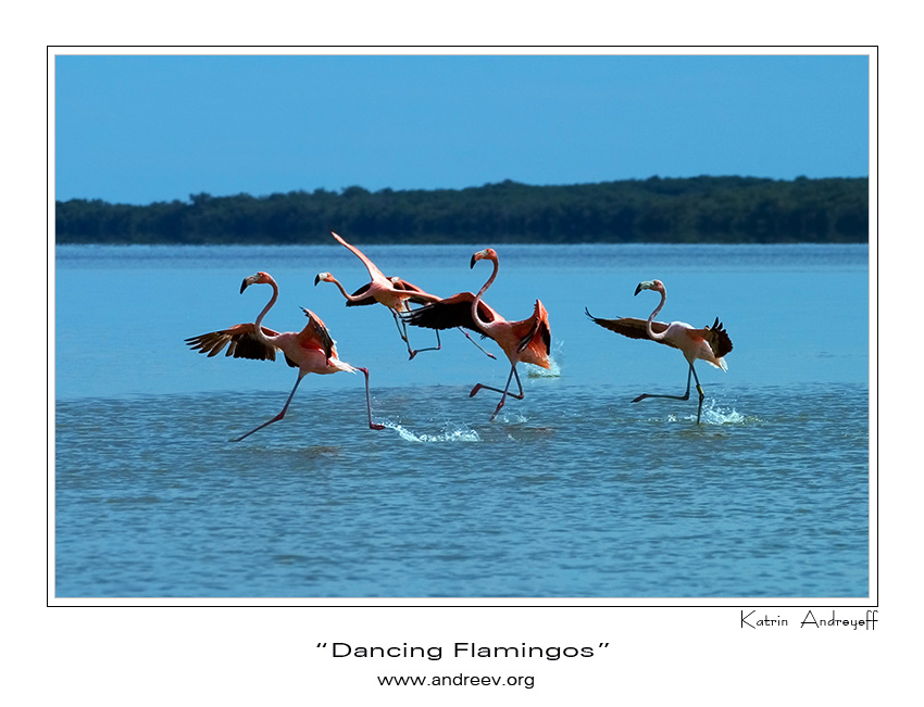 photo "Dancing Flamingoes" tags: nature, travel, North America, wild animals