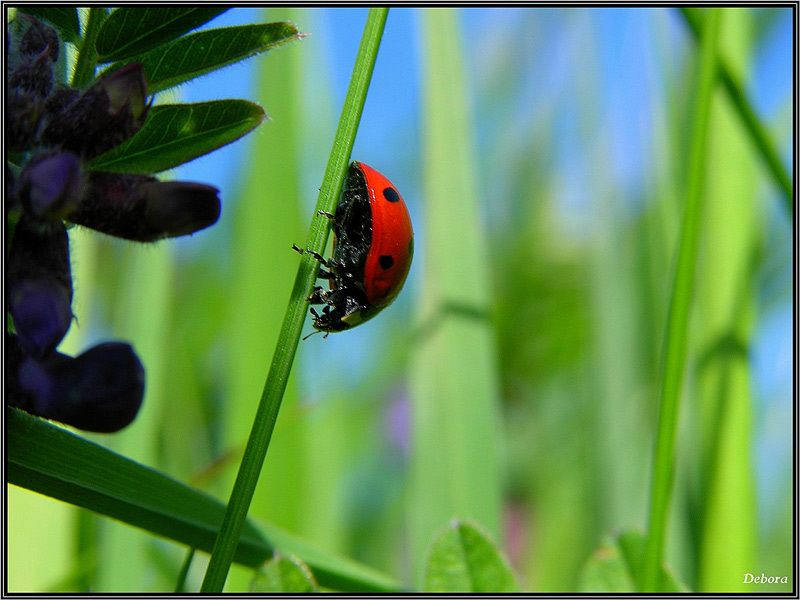 photo "***" tags: nature, insect