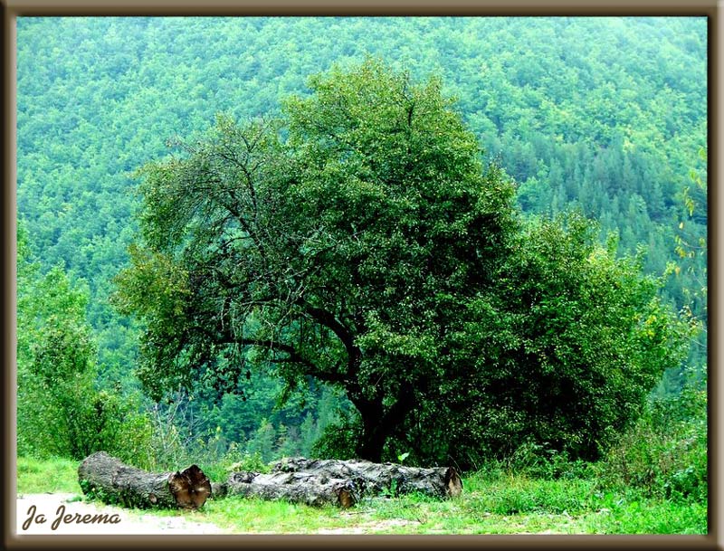 фото "Green on Green" метки: пейзаж, лес
