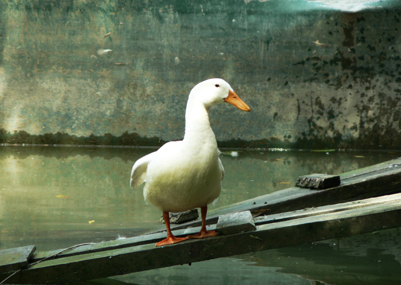 фото "Duck_Solo" метки: природа, домашние животные