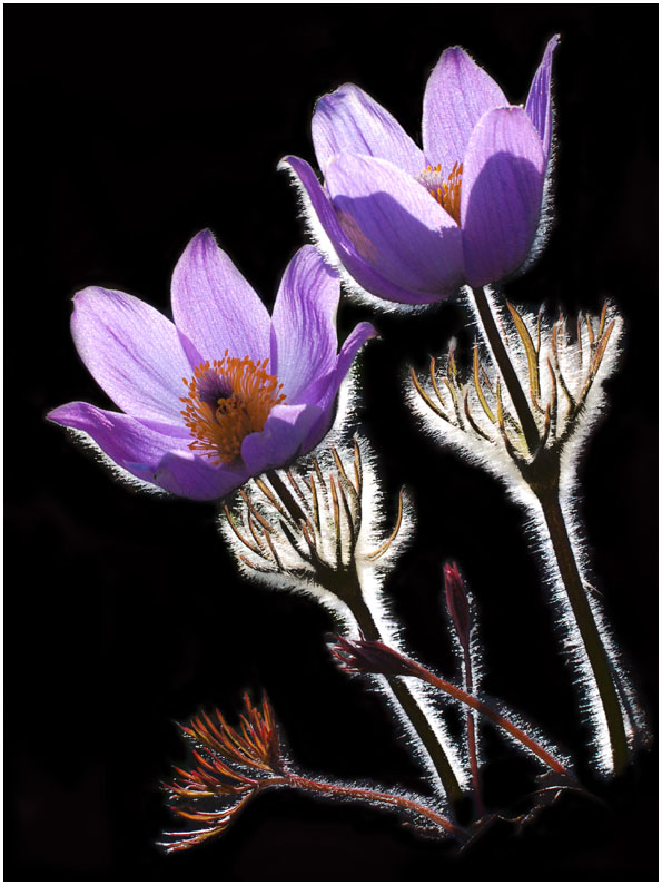 photo "Chukotian snowdrops" tags: nature, macro and close-up, flowers