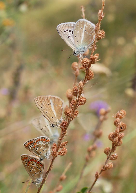 photo "***" tags: macro and close-up, nature, insect