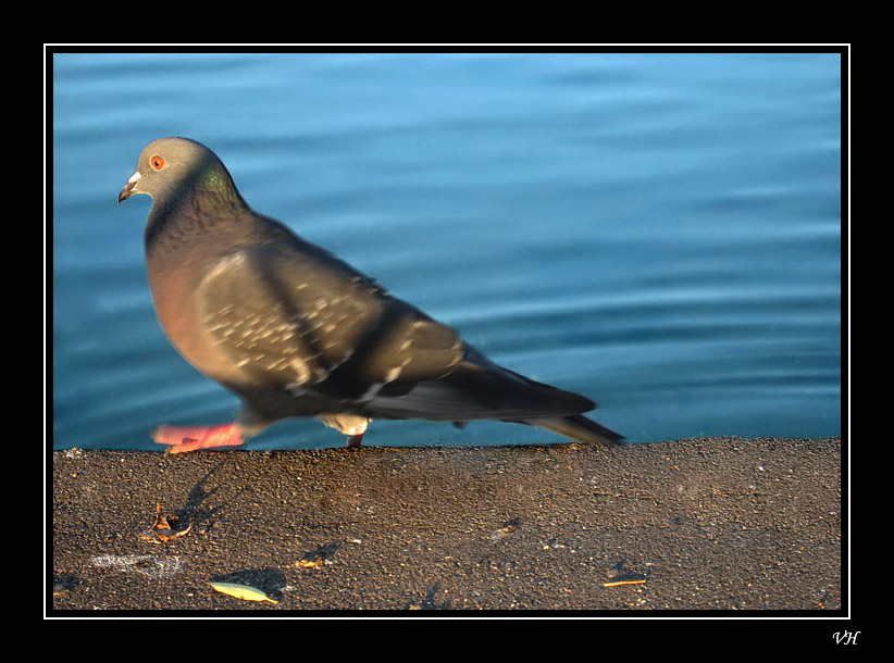 photo "Ups..." tags: nature, landscape, water, wild animals