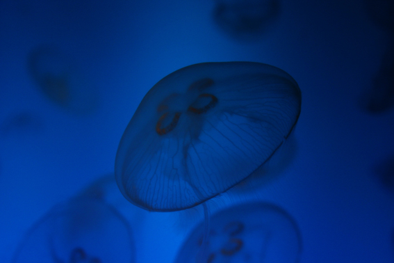 фото "medusas en el agua" метки: природа, дикие животные