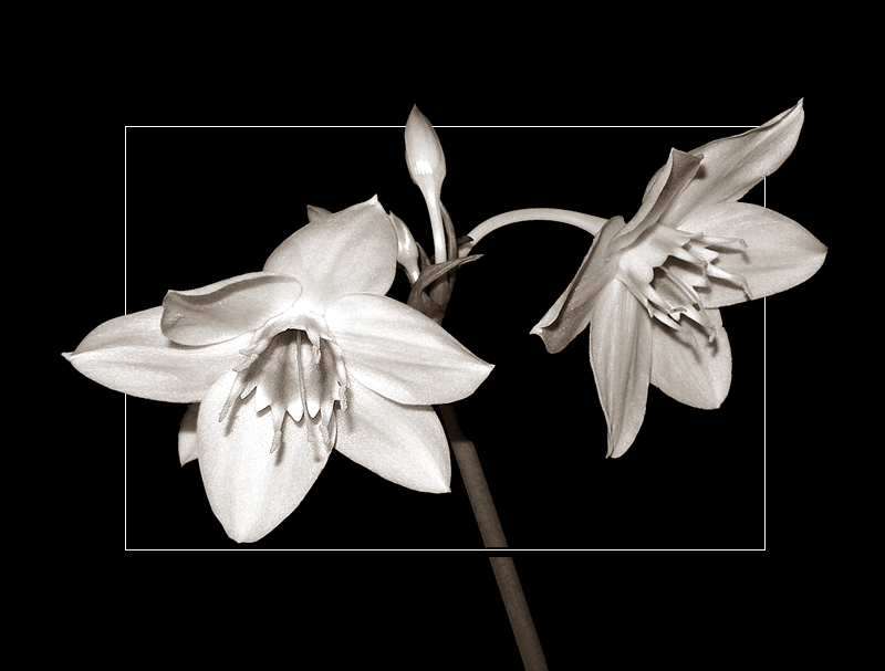 photo "White flowers" tags: nature, macro and close-up, flowers