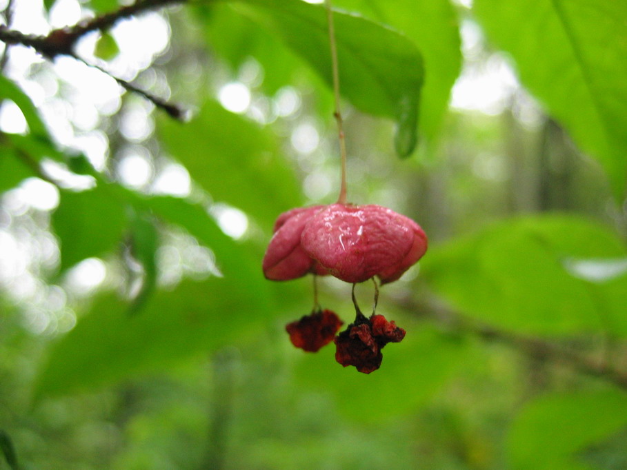 photo "***" tags: macro and close-up, landscape, forest