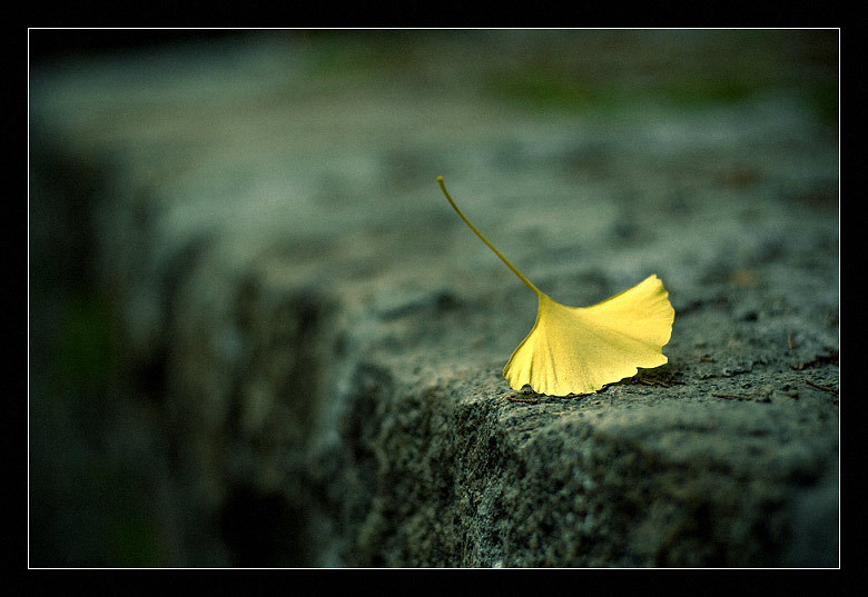 photo "Silent emotions" tags: still life, nature, flowers