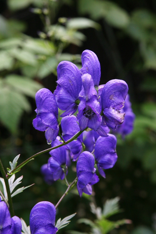 photo "***" tags: nature, flowers