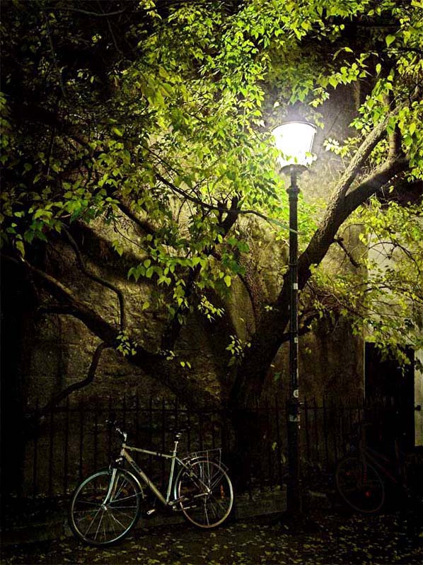фото "ночь старого дерева" метки: пейзаж, ночь