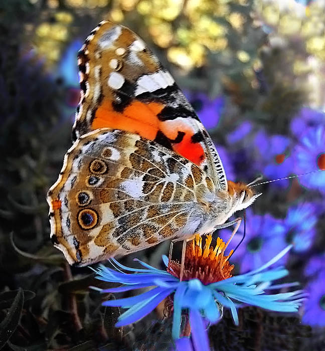 photo "***" tags: nature, insect