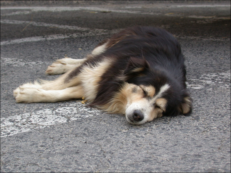 photo "The Crop Worker Dog" tags: portrait, nature, pets/farm animals