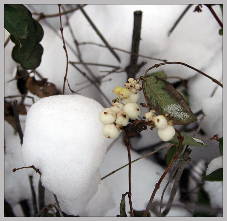 фото "Ягодки и Снег" метки: природа, цветы
