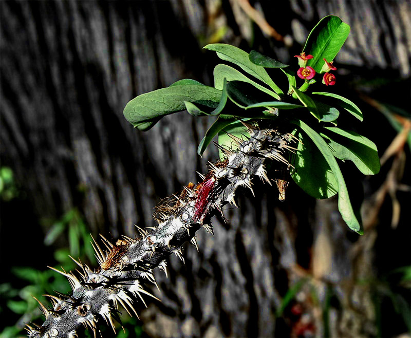 photo "Thorny way" tags: nature, flowers