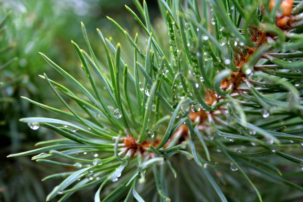 photo "Pine" tags: nature, macro and close-up, flowers