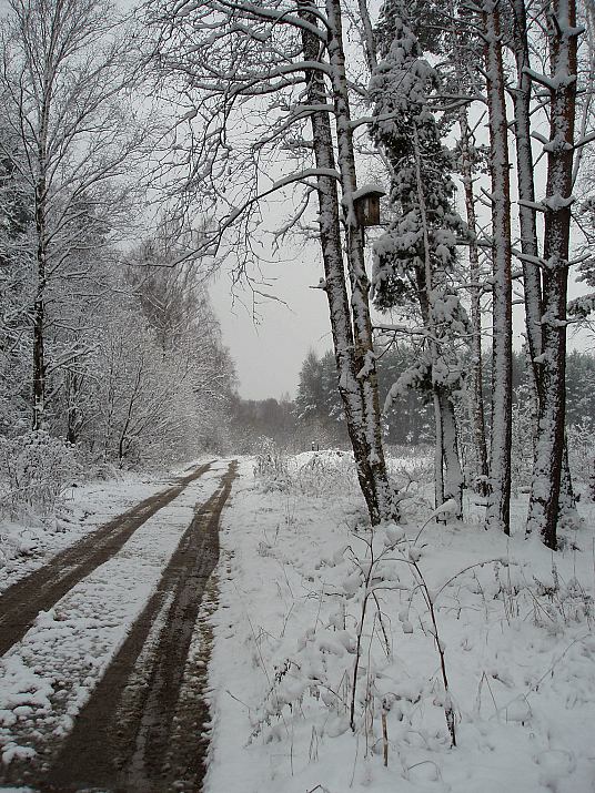 фото "Первого снега цвета" метки: пейзаж, лес, осень