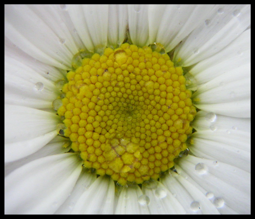 фото "солнышко" метки: природа, цветы